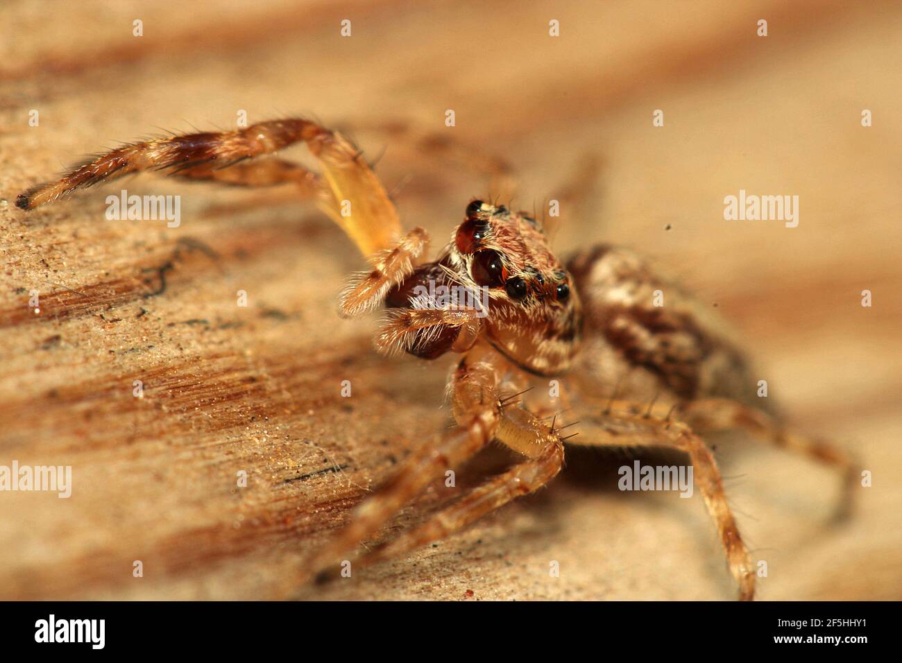 Australian bronze jumping spider hires stock photography and images