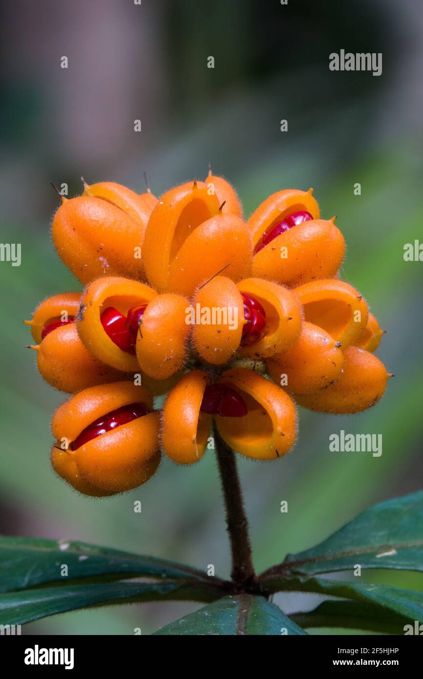Ripened fruits of the Hairy Red Pittosporum (Pittosporum rubiginosum). Photographed at Cow Bay, Far North Queensland, Australia Stock Photo