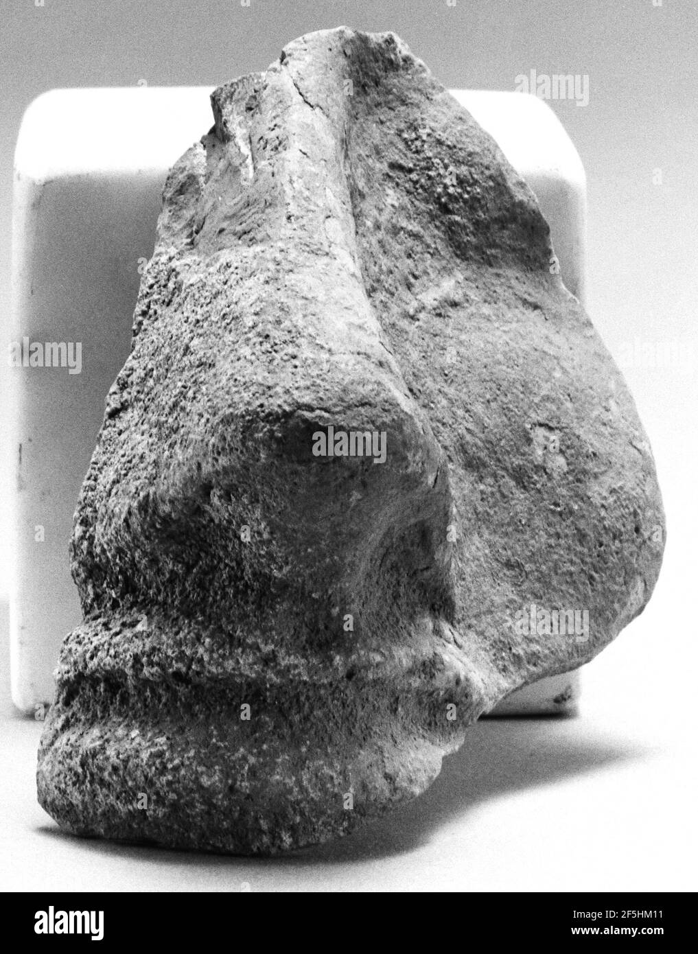 Protome hi-res stock photography and images - Alamy