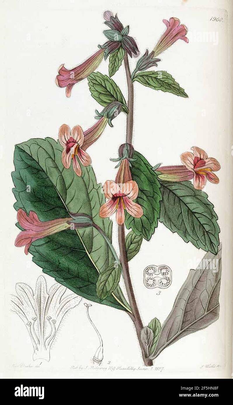 Rehmannia glutinosa illustration. Stock Photo