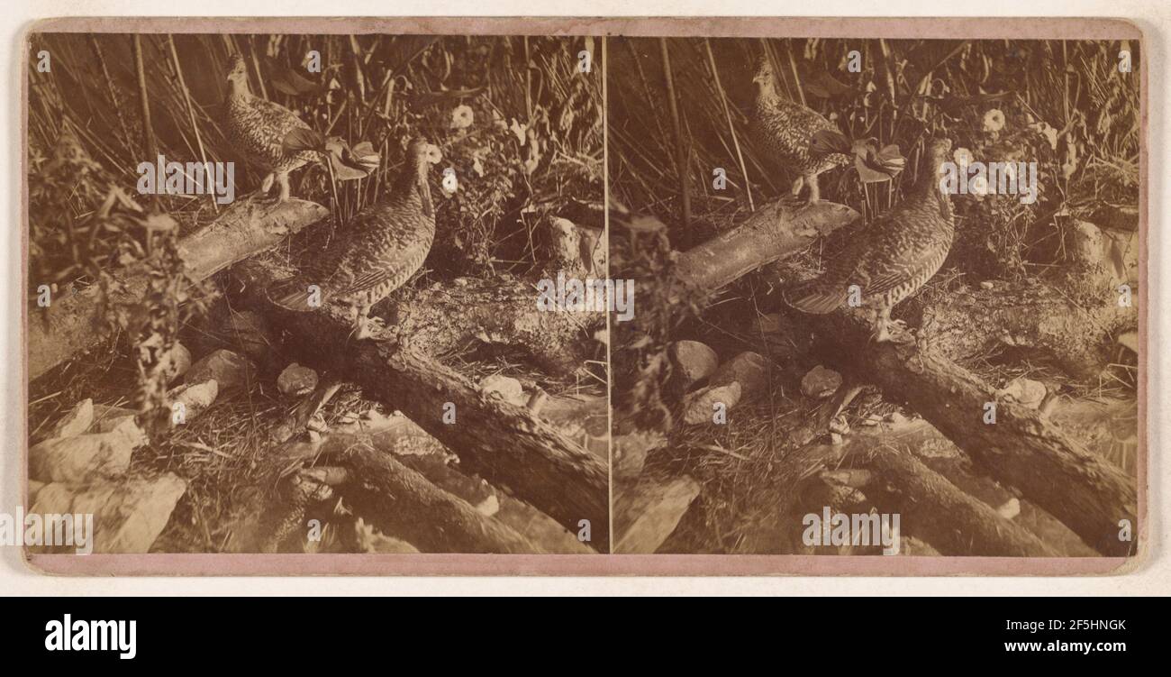 Patridge sic and Prairie Chicken.. Conant Brothers Stock Photo Alamy