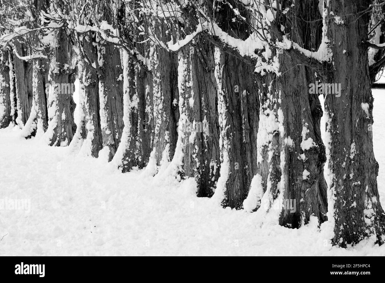 Trees in a line covered in snow and snow on the ground Stock Photo Alamy