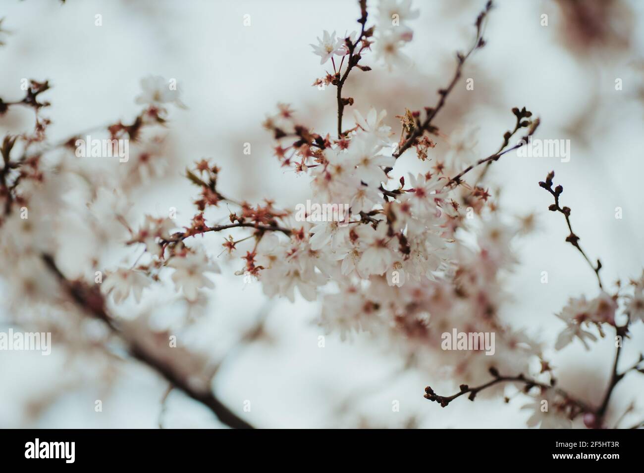 Spring cherry blossoms on the twigs in the blurry background Stock ...