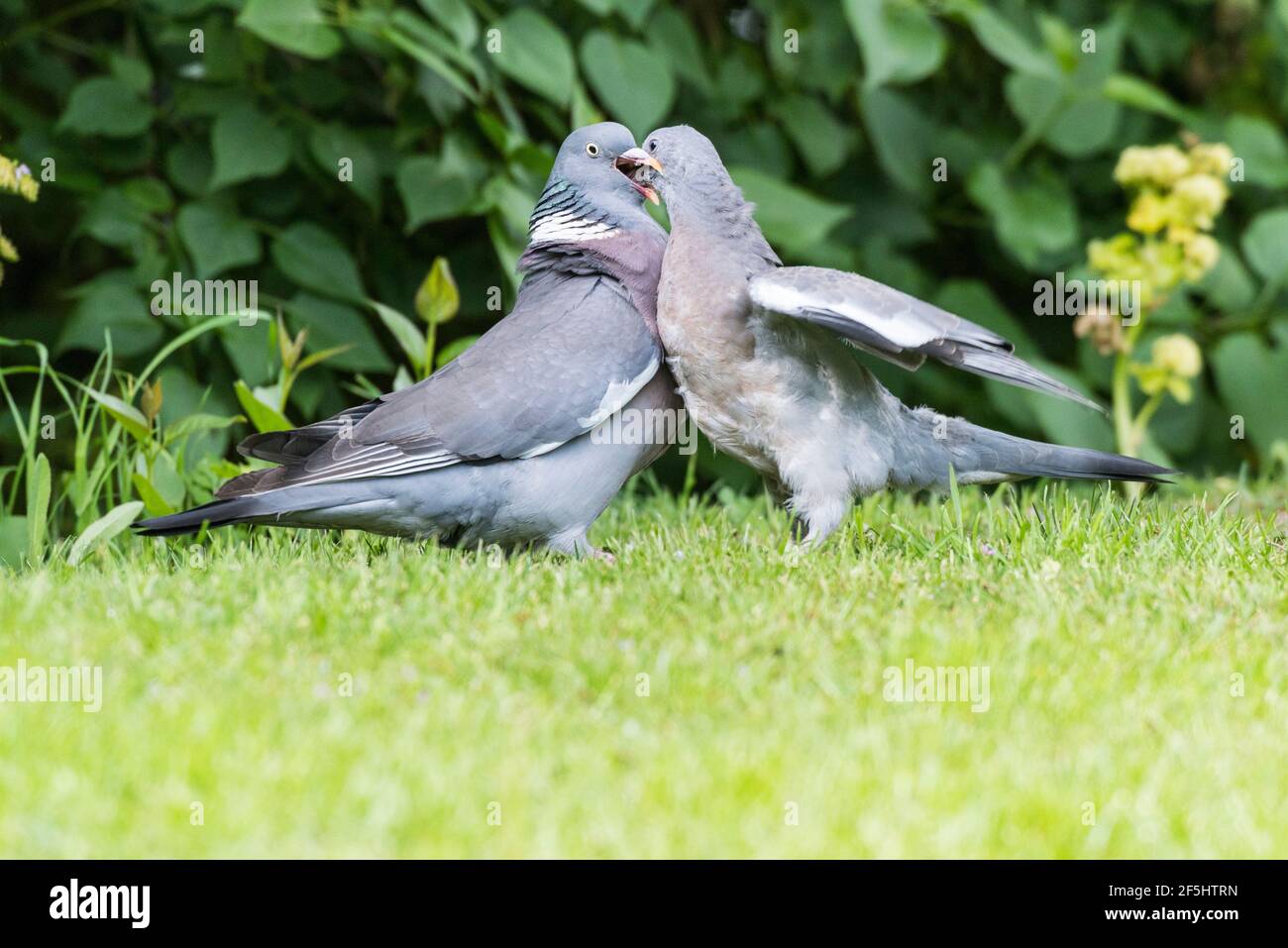 A Woodpigeon (Columba palumbus) feeding its young in the uk Stock Photo