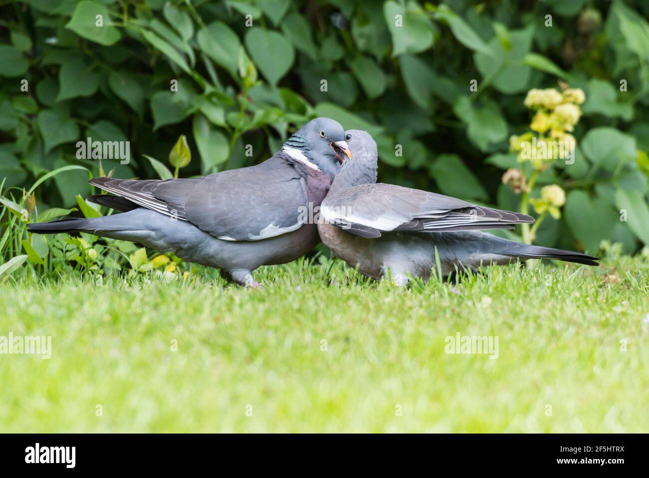 A Woodpigeon (Columba palumbus) feeding its young in the uk Stock Photo