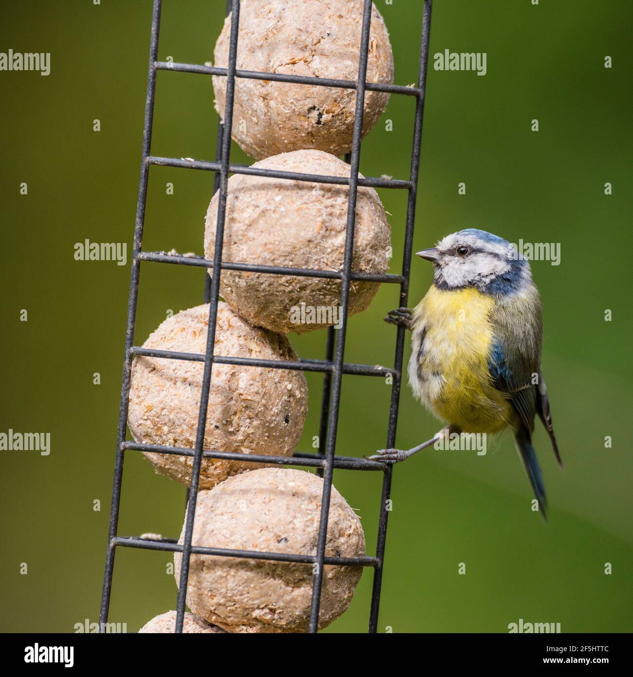 A Blue Tit (Parus caeruleus) feeding on fat balls in the uk Stock Photo