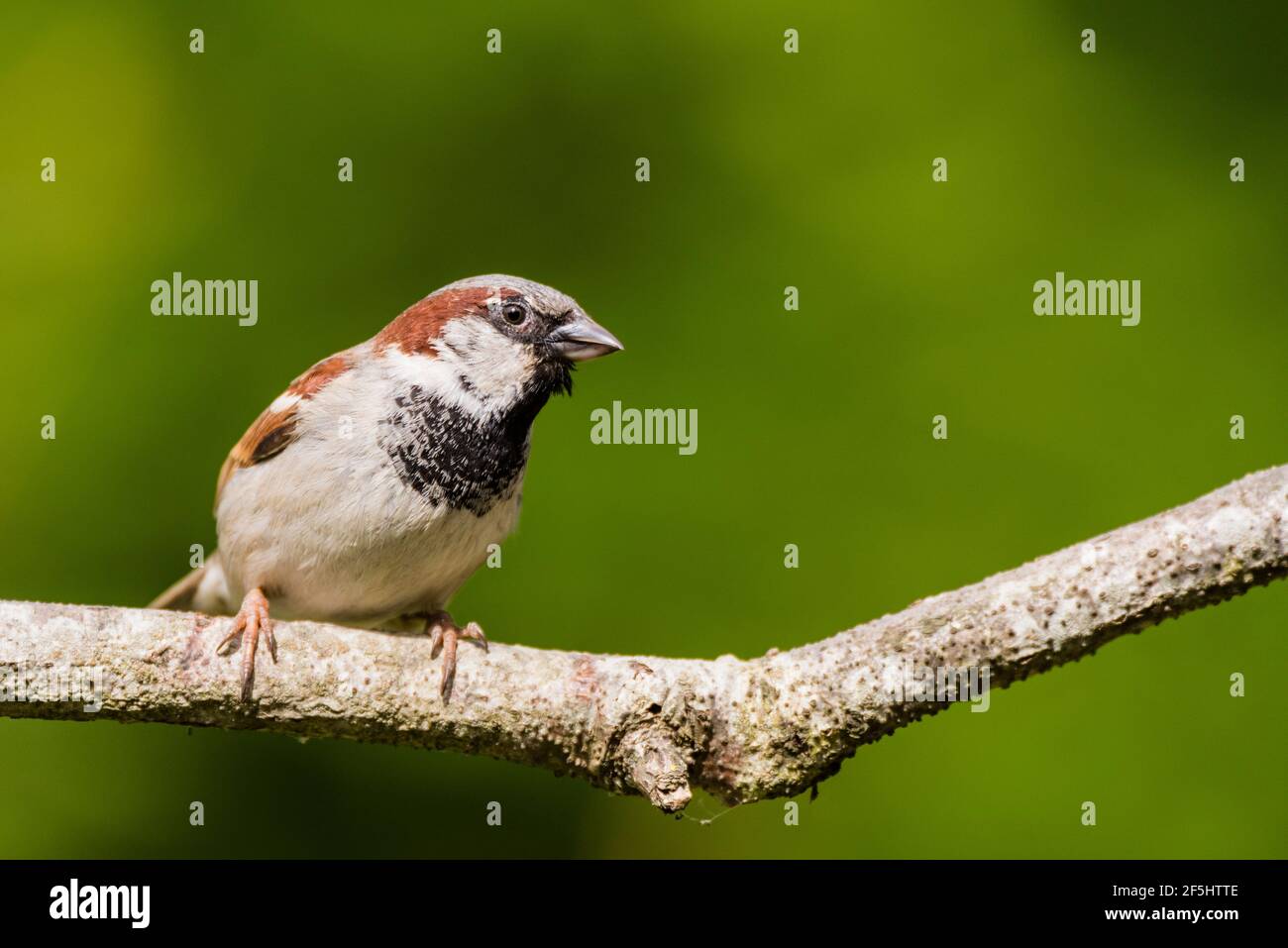A close up portrait of a male house sparrow (passer domesticus) with a diffuse green background taken in a uk garden Stock Photo