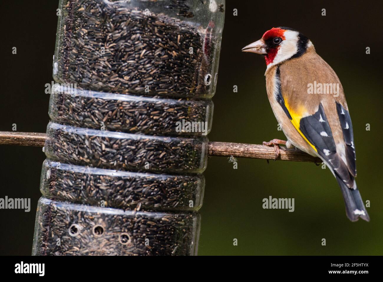 A Goldfinch (Carduelis carduelis) feeding on niger seed in the Uk Stock Photo