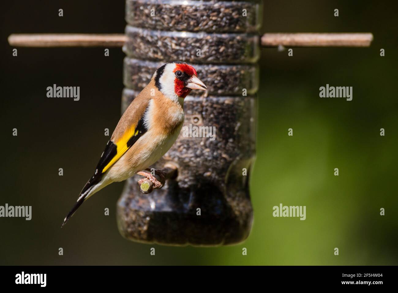 A Goldfinch (Carduelis carduelis) feeding on niger seed in the Uk Stock Photo
