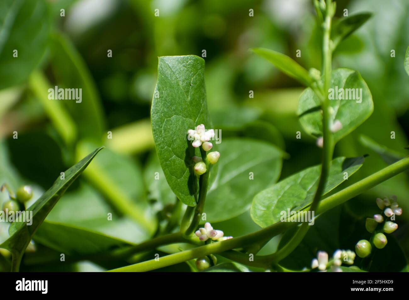 The small white and pink flower of a green Malabar spinach or basella alba perennial vine. The flower grows on a green stem against a leaf. Stock Photo