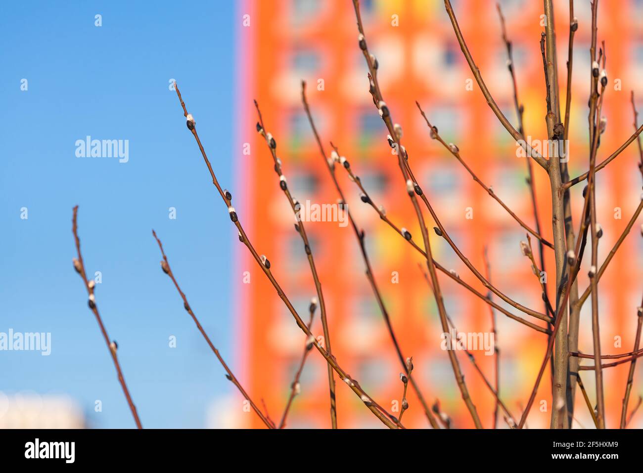 Budding buds on a tree. Spring in the city. The first buds on the background of a large blurred house. Stock Photo