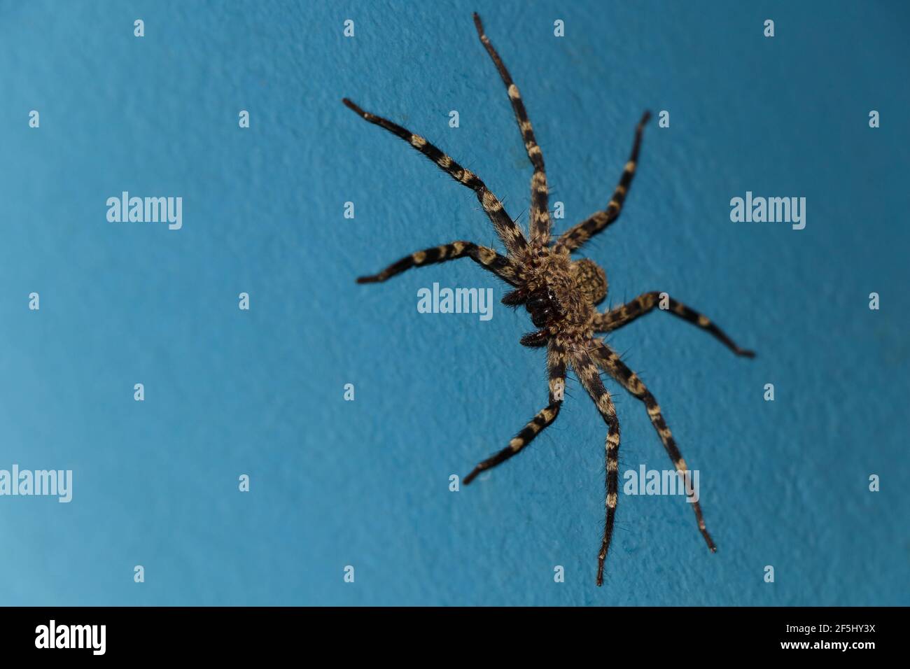 Hairy Wall Crab Spider Looking (Selenops radiatus) Stock Photo