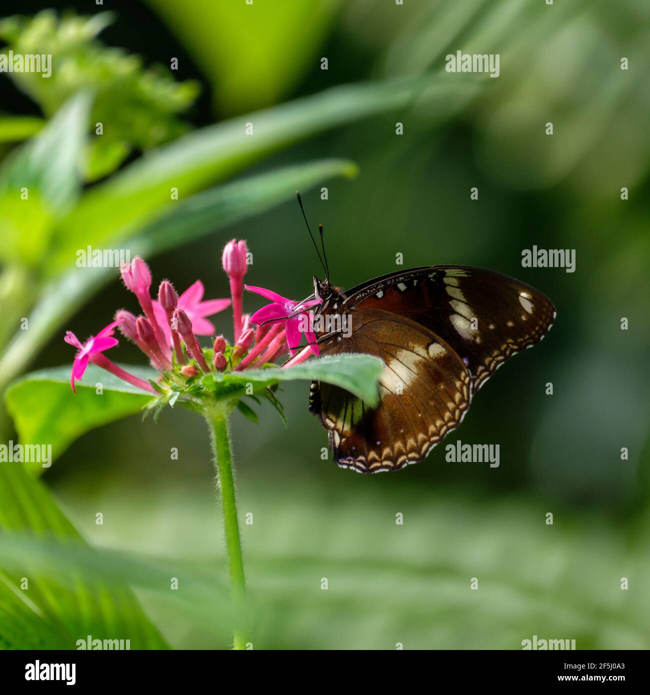 At the Kuranda Butterfly House Stock Photo Alamy