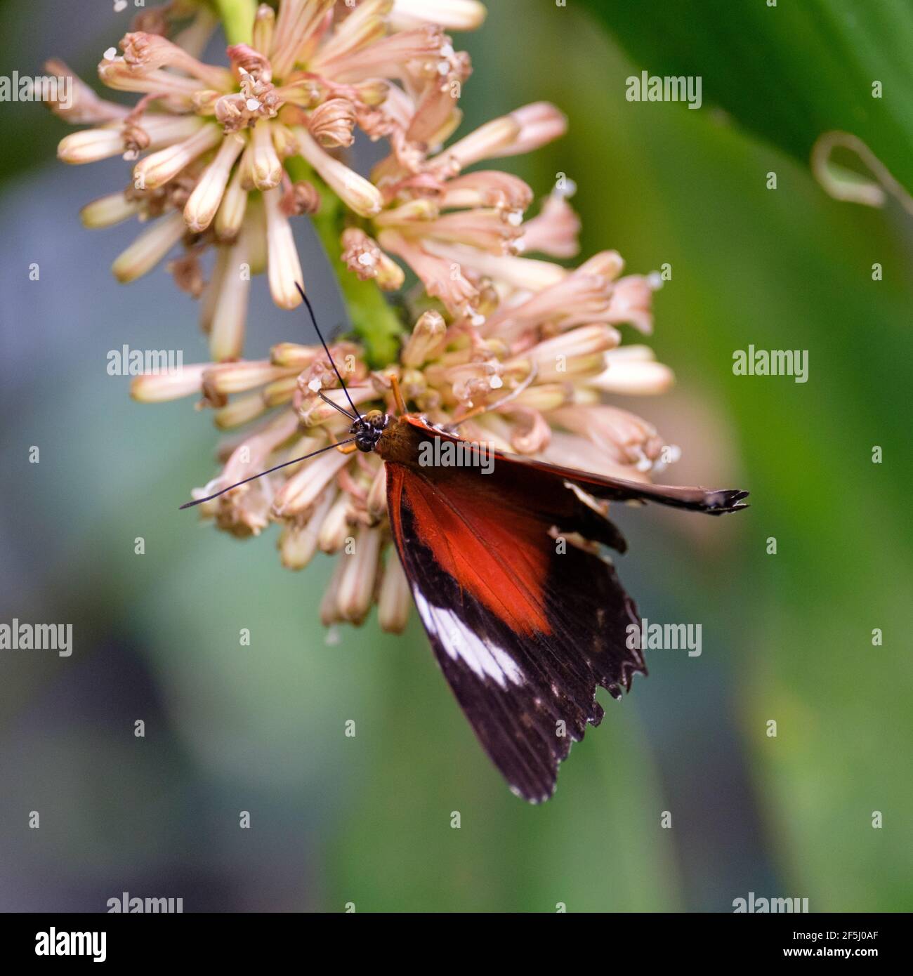 At the Kuranda Butterfly House Stock Photo Alamy