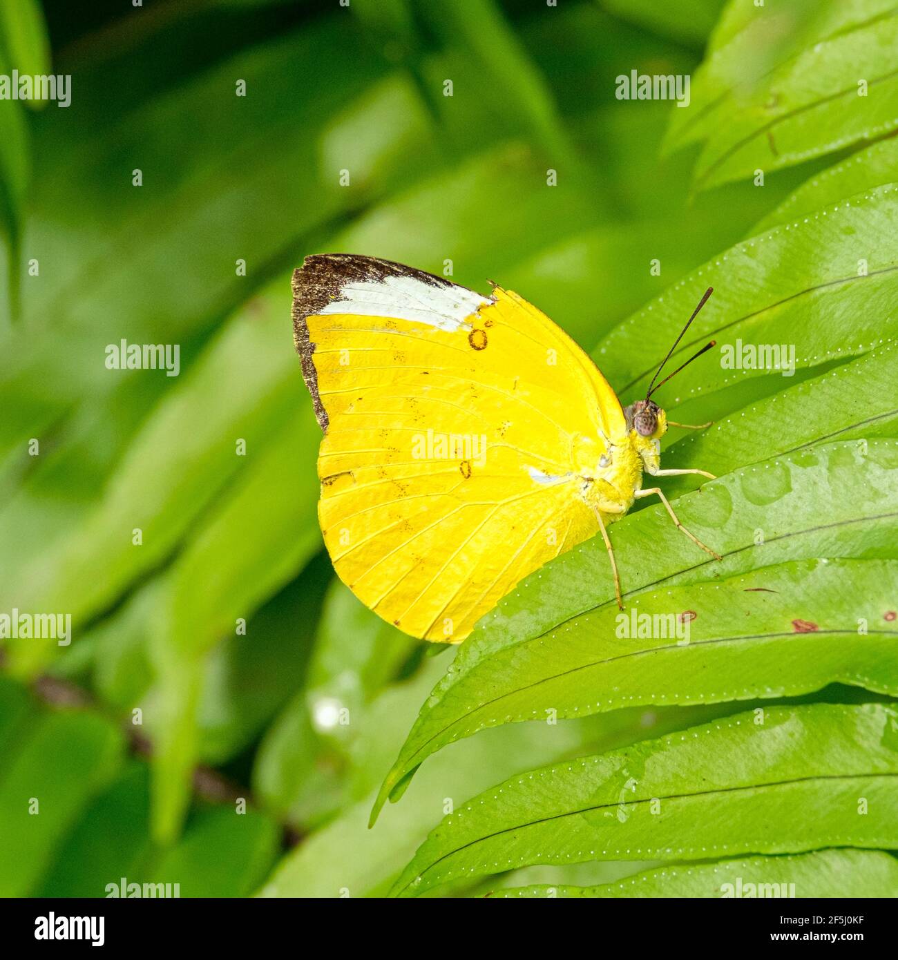 At the Kuranda Butterfly House Stock Photo Alamy