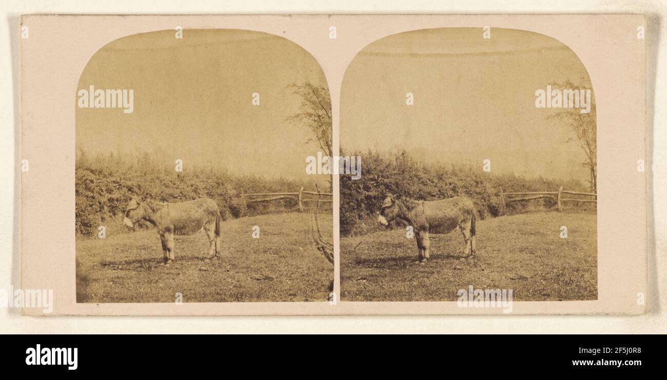 Donkey or burro in barnyard. William Grundy (English, 1806 - 1859 Stock ...