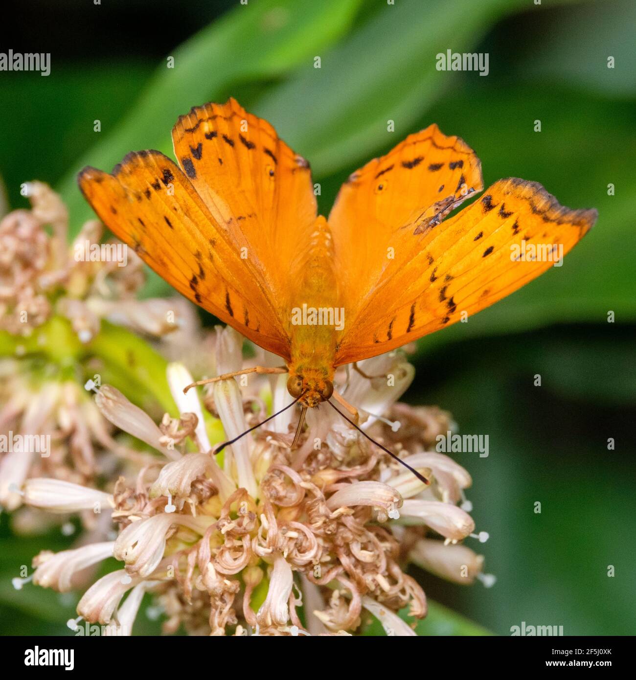 At the Kuranda Butterfly House Stock Photo Alamy