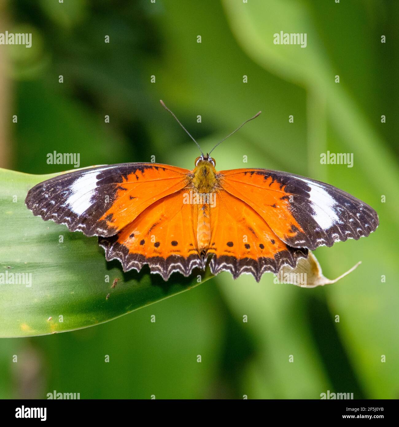 At the Kuranda Butterfly House Stock Photo Alamy