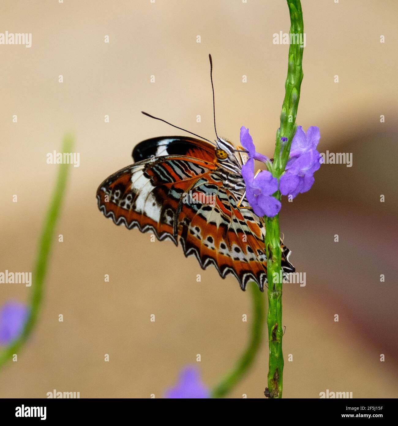At the Kuranda Butterfly House Stock Photo Alamy