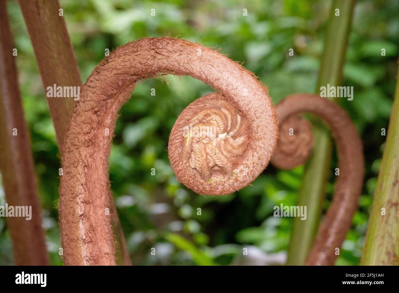 At the Kuranda Butterfly House Stock Photo Alamy