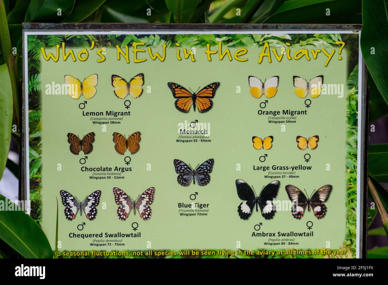 At the Kuranda Butterfly House Stock Photo Alamy
