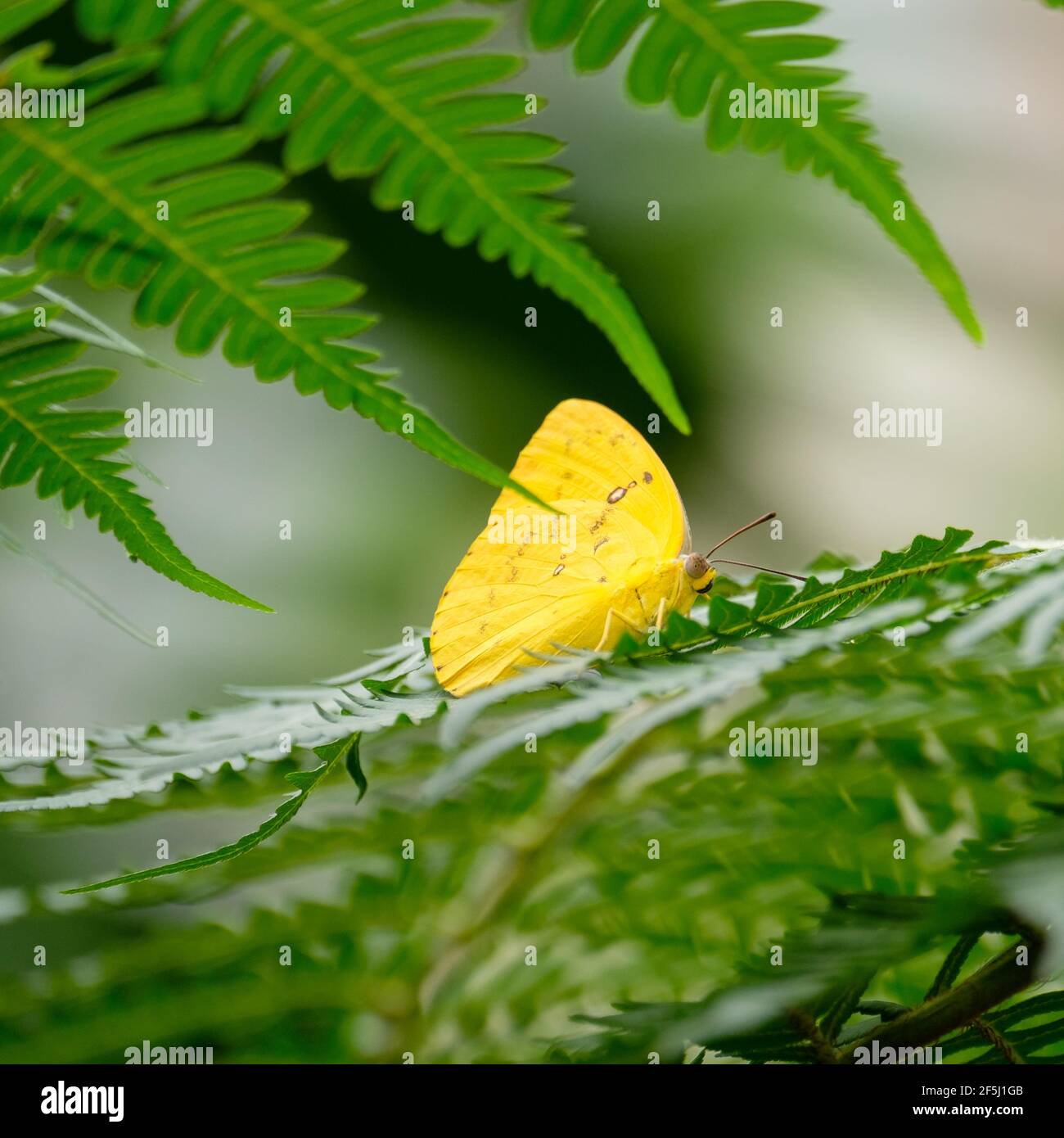 At the Kuranda Butterfly House Stock Photo Alamy