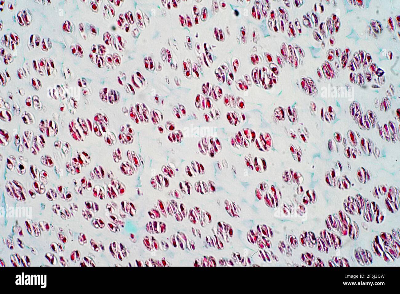 Bone and cartilage hires stock photography and images Alamy