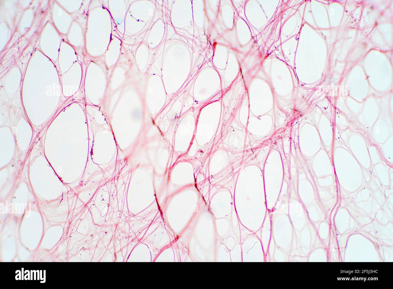 reticular tissue under microscope