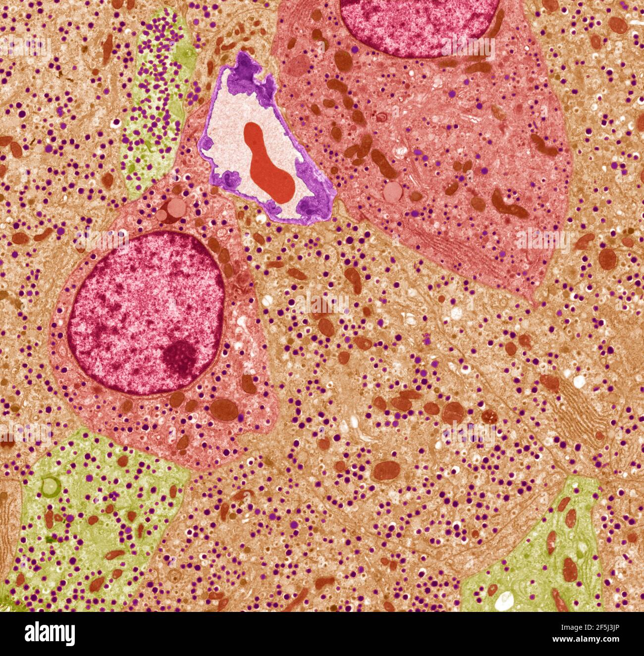 Pancreatic islet cells, TEM Stock Photo