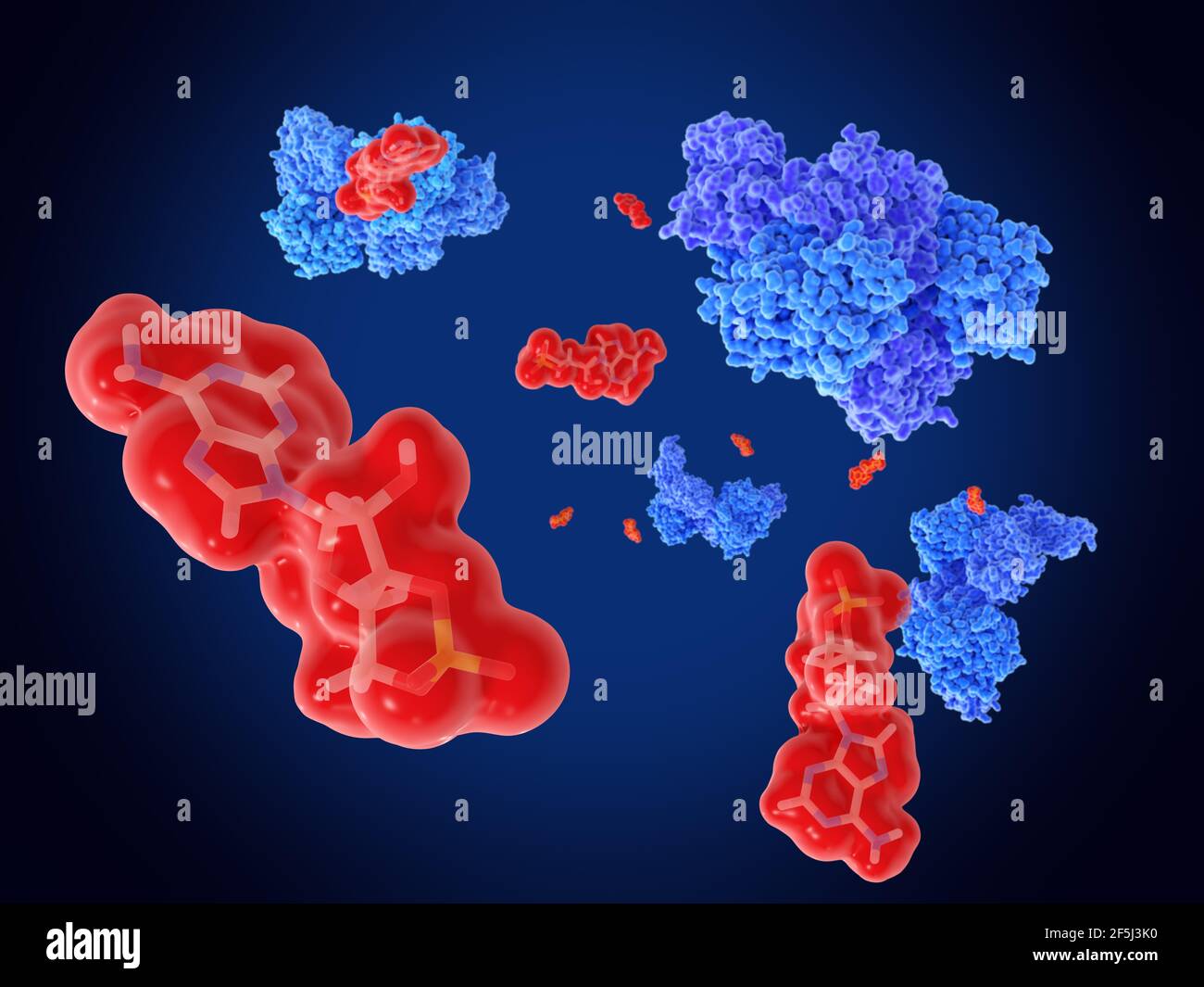 cAMP and protein kinases, molecular model Stock Photo