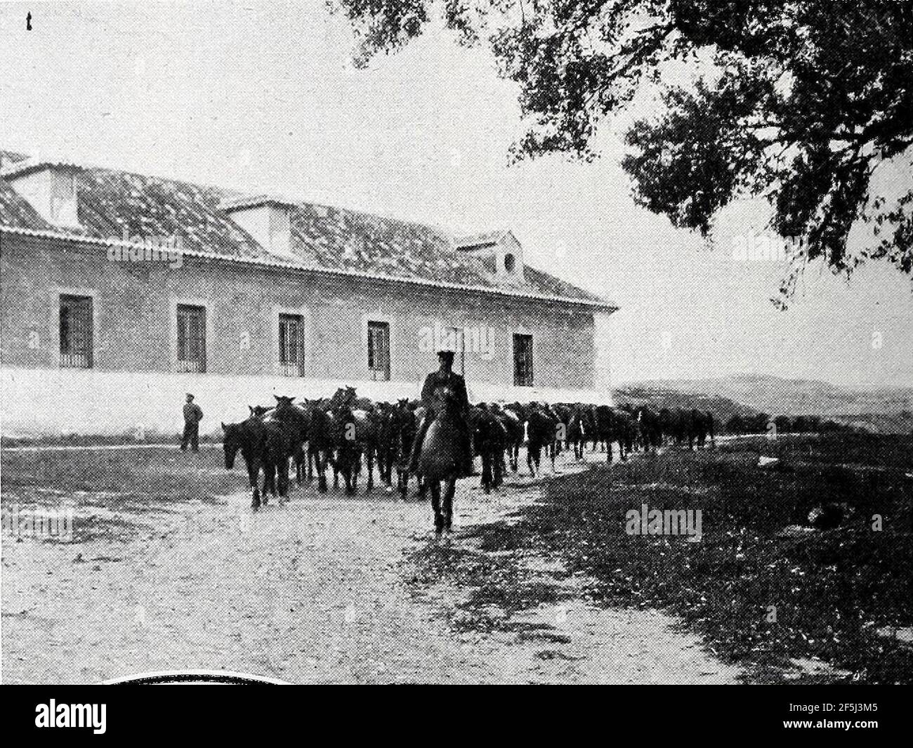 Real Yeguada de Aranjuez, de Goñi, Blanco y Negro, 08121906 Stock