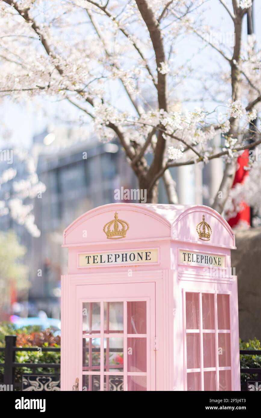 Pink Telephone Booth in China With Blooming Sakura Tree at spring season Stock Photo