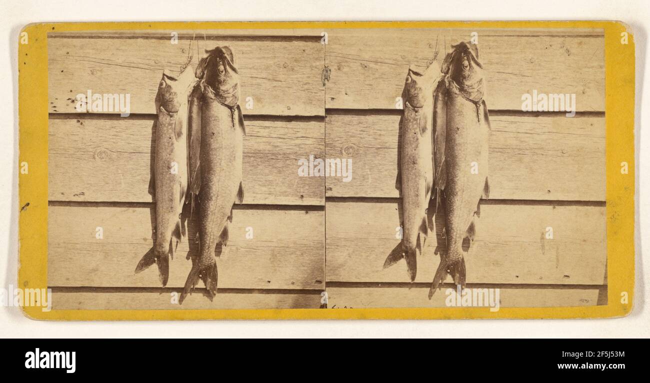 String of Lake Trout. Lake N.Y.. Edward and Henry T. Anthony
