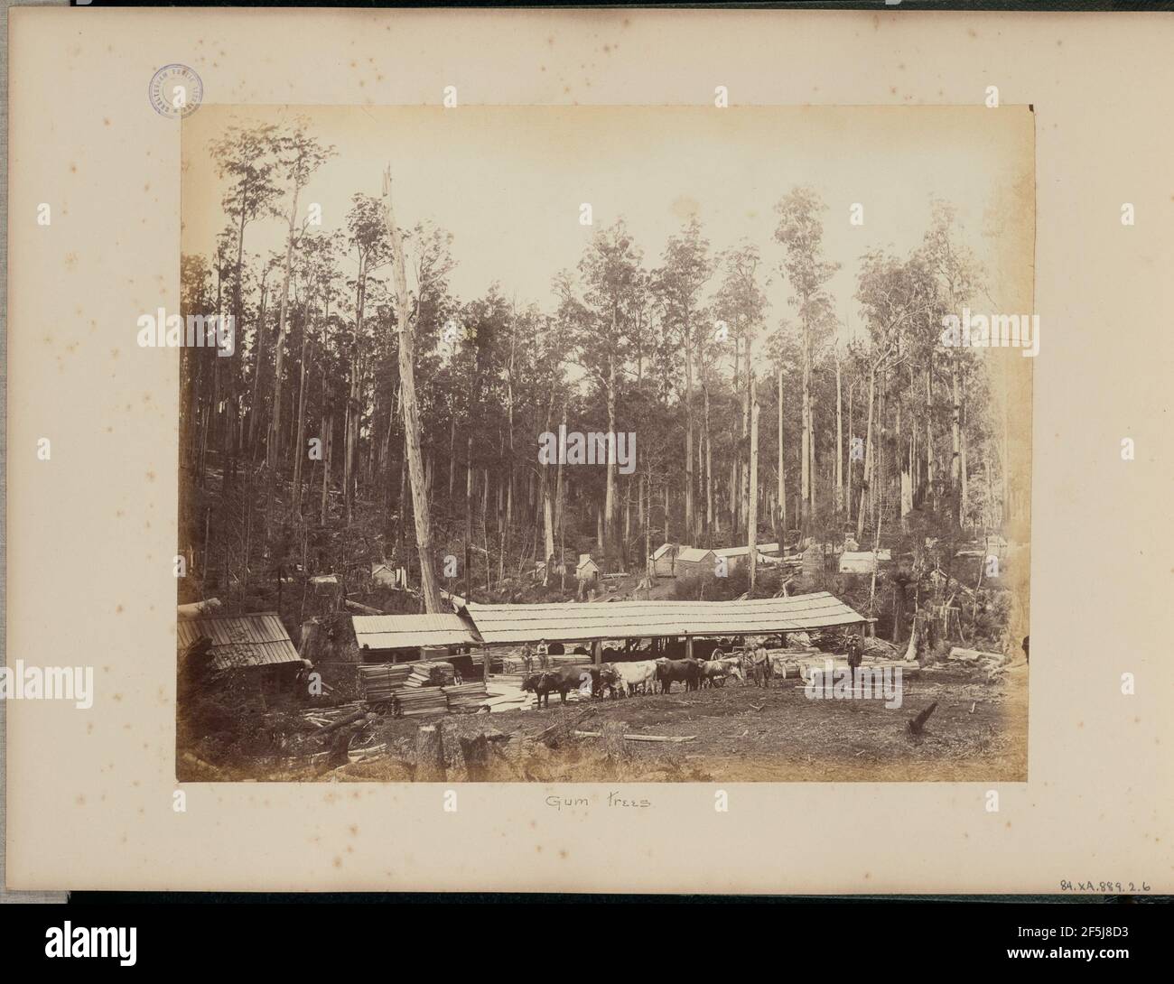 Australian native plants trees hi-res stock photography and images - Alamy