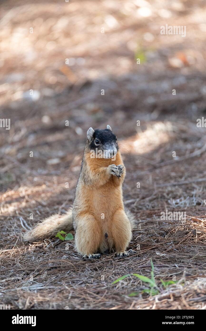 Fox squirrel Sciurus niger perches on the ground and eats a nut in