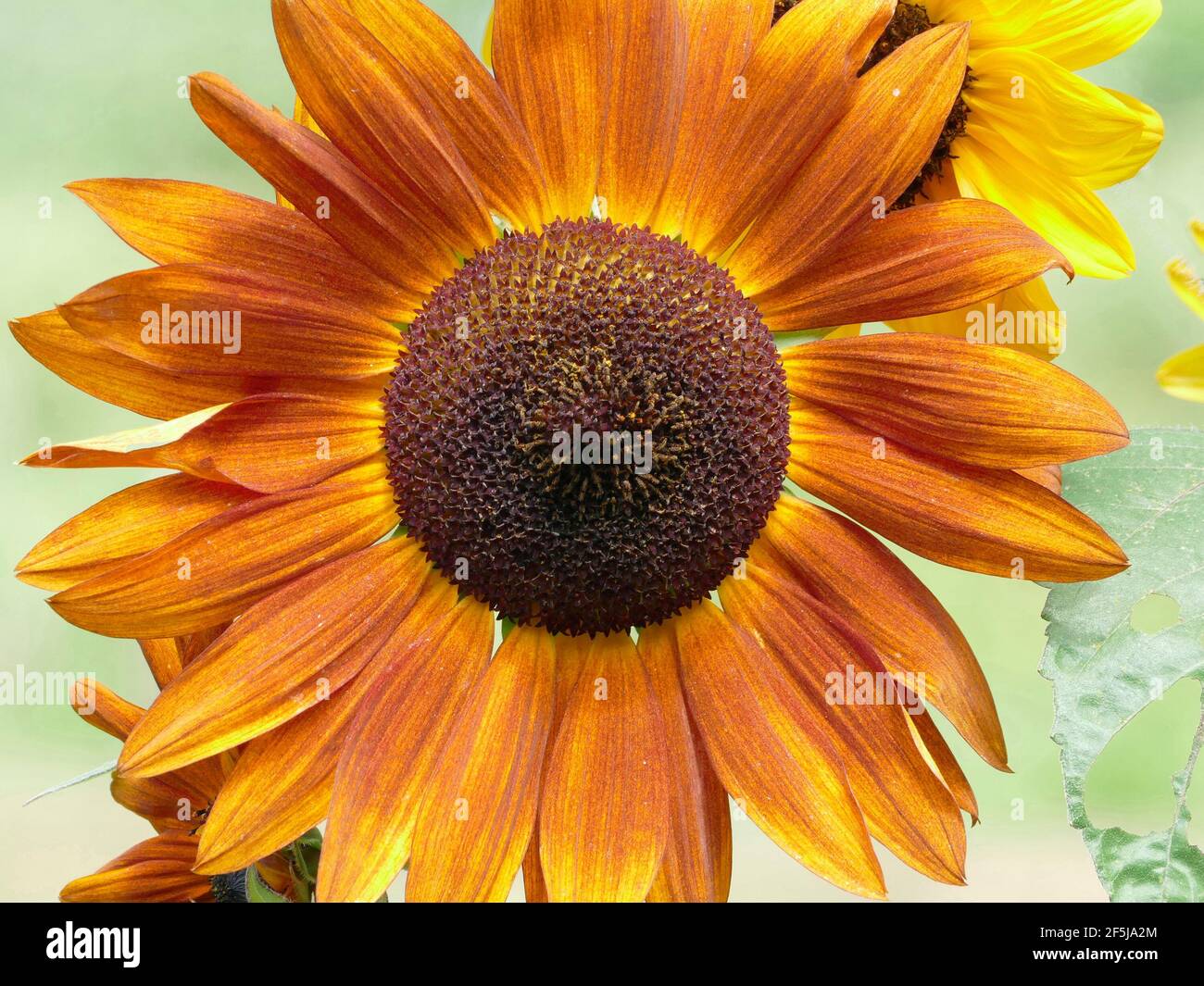 Photos of unique sunflowers hires stock photography and images Alamy