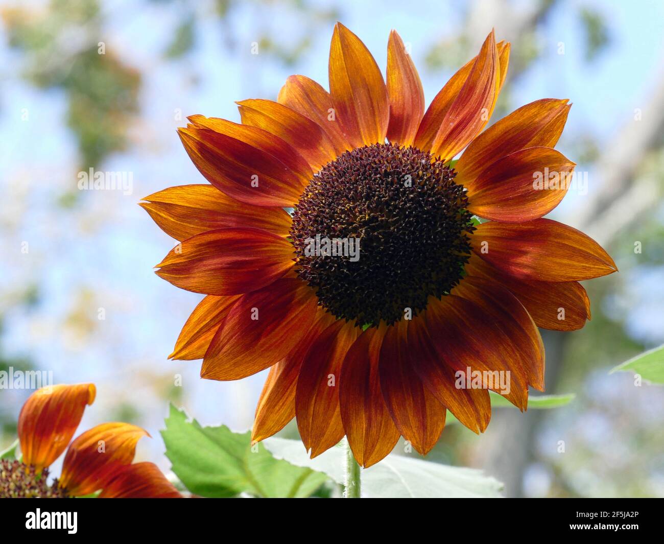 Photos of unique sunflowers hires stock photography and images Alamy