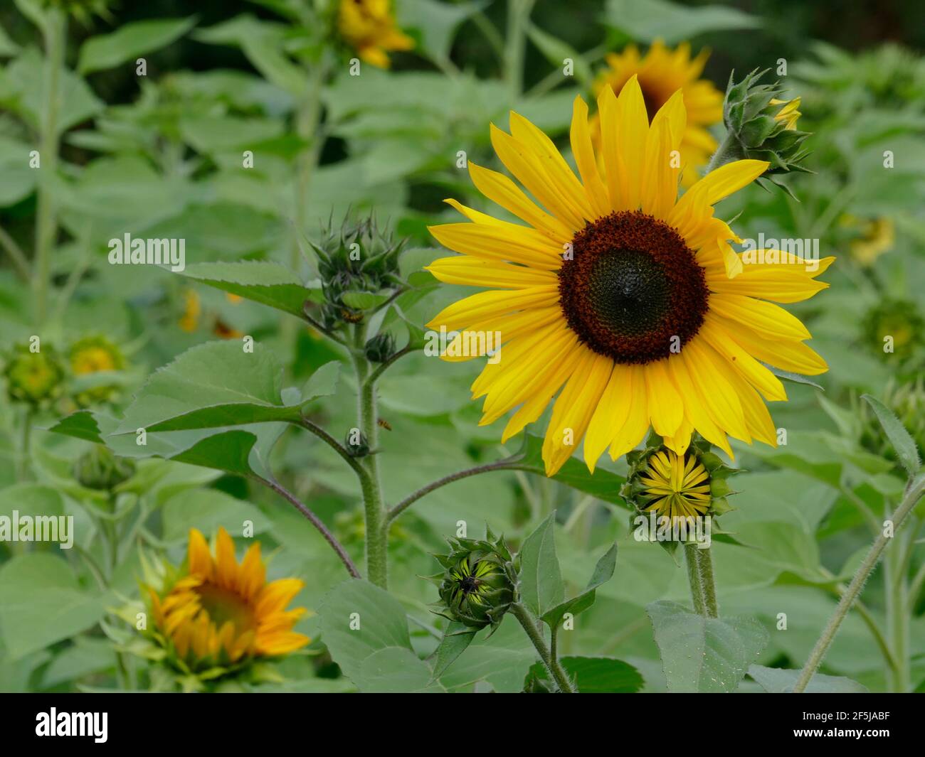 Multiple Budding Sunflowers in a Garden with a Suntastic Yellow
