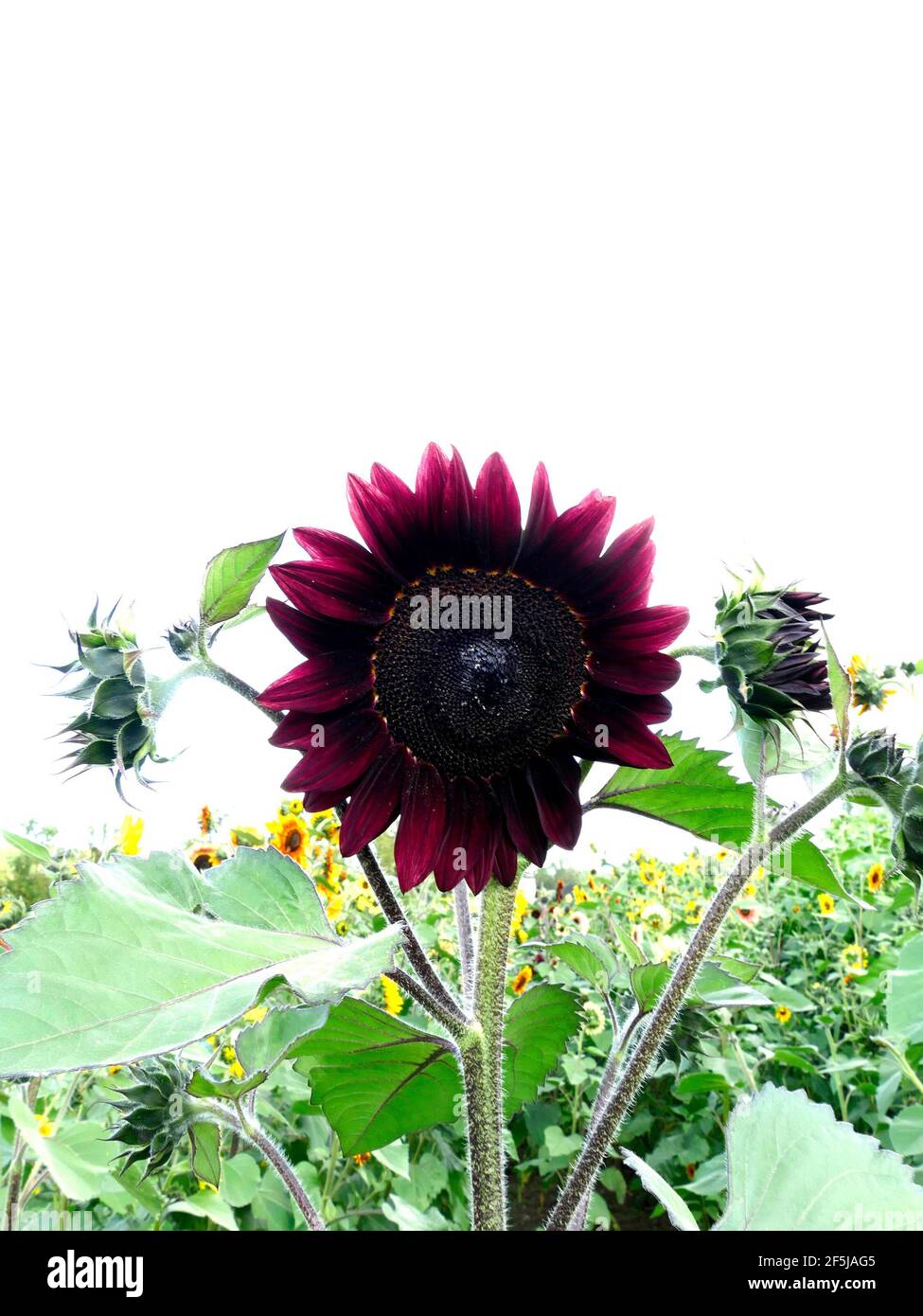 Photos of unique sunflowers hires stock photography and images Alamy