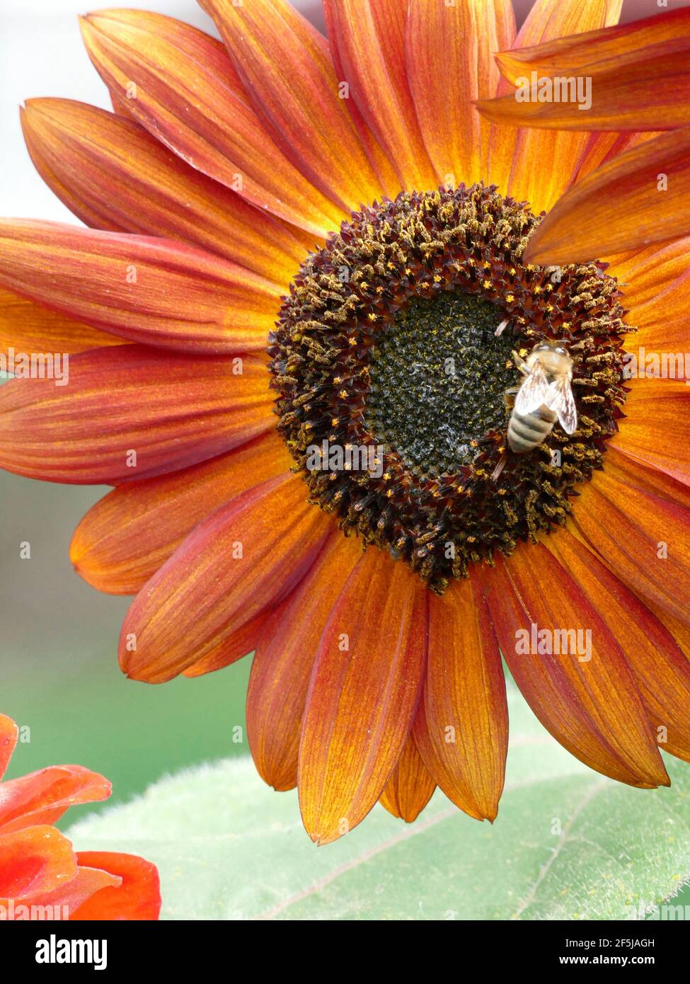 Unique Sunflowers with Orange Petals with Yellow Gradient in a