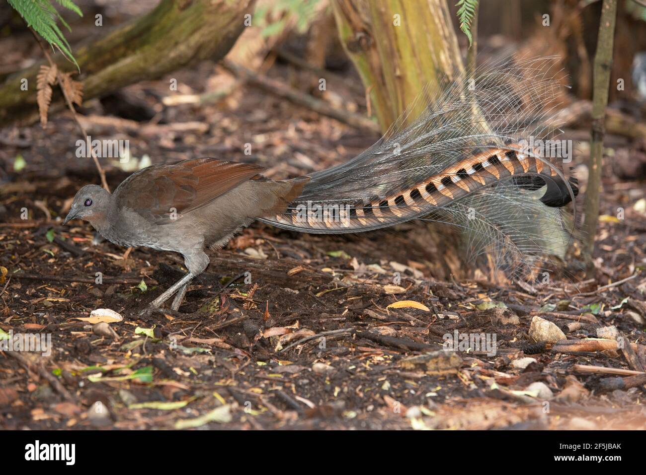 Lyrebird scratching for food in a Victorian rain forest, Australia. Stock Photo