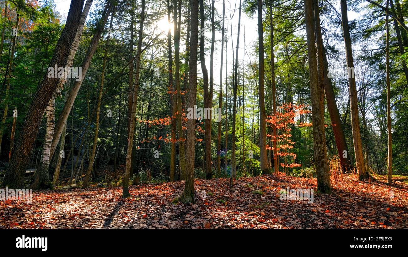 Vibrant colour leaves with a lens flare in the forest Stock Photo