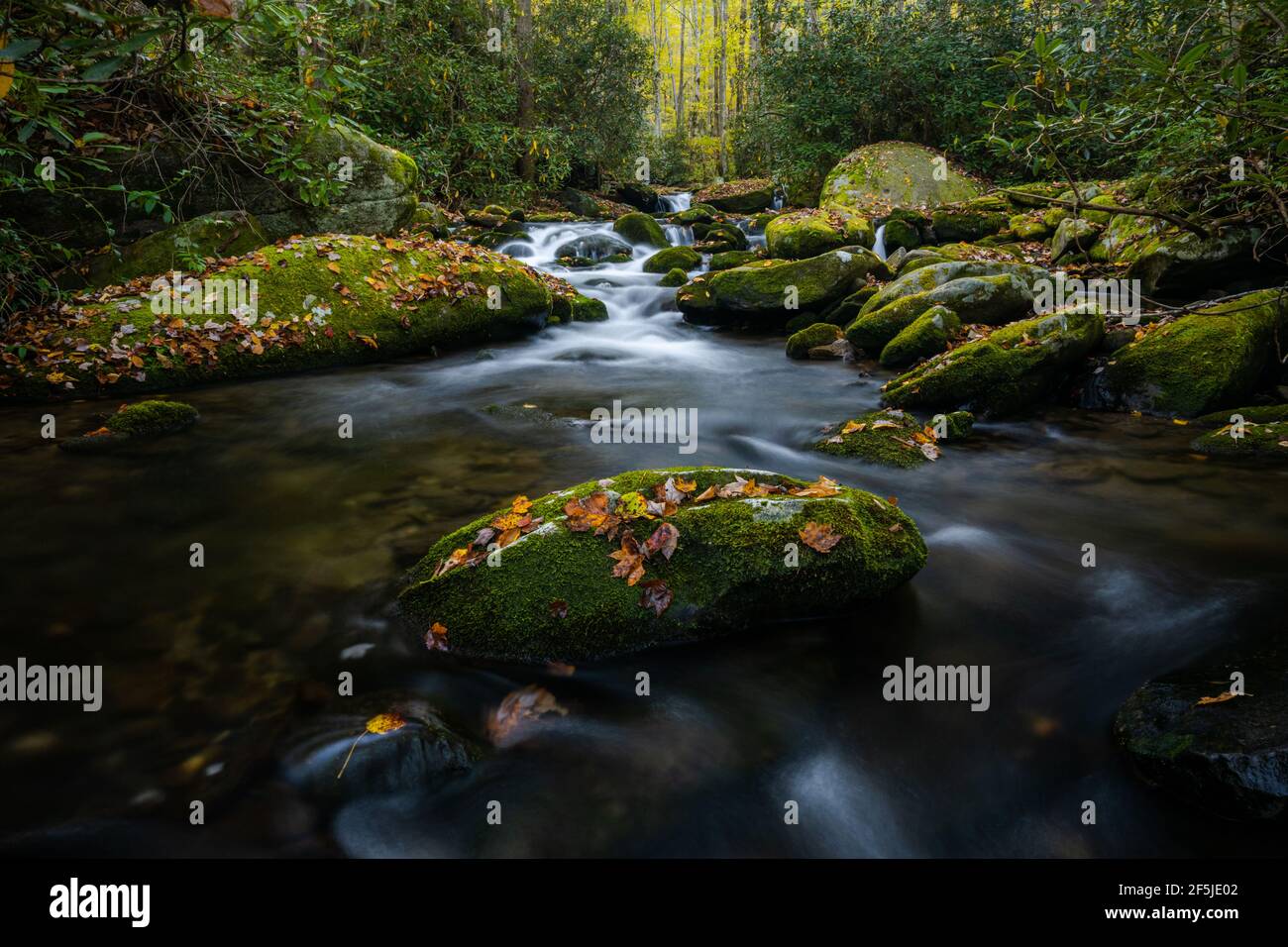 Single Leaf and Moss Covered Boulder In Stream in Great Smoky Mountains