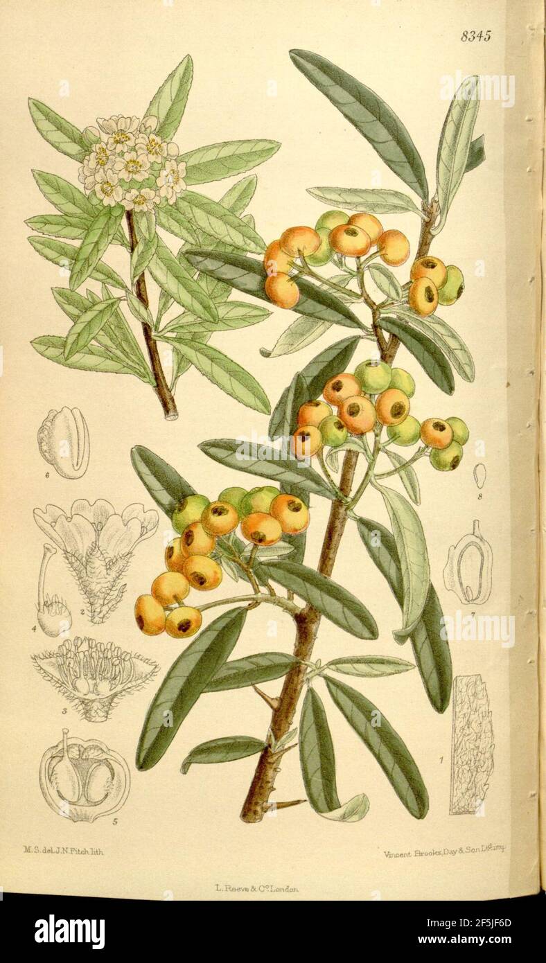 Pyracantha angustifolia 136-8345. Stock Photo
