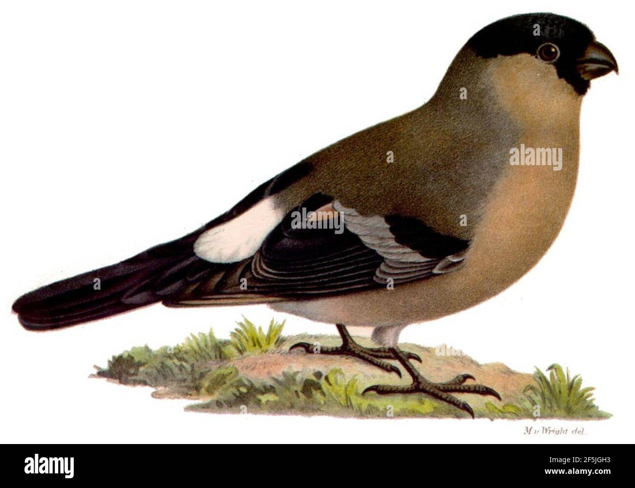 Pyrrhula pyrrhula female Stock Photo Alamy