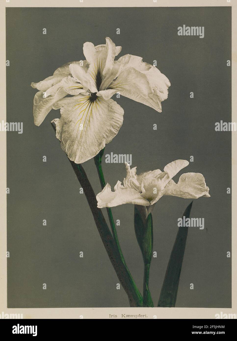 Iris Kæmpferi. Kazumasa Ogawa (Japanese, 1860 - 1929) Stock Photo