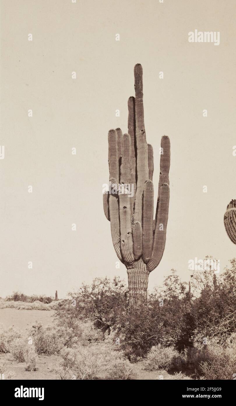Cactus. Carleton Watkins (American, 1829 - 1916) Stock Photo