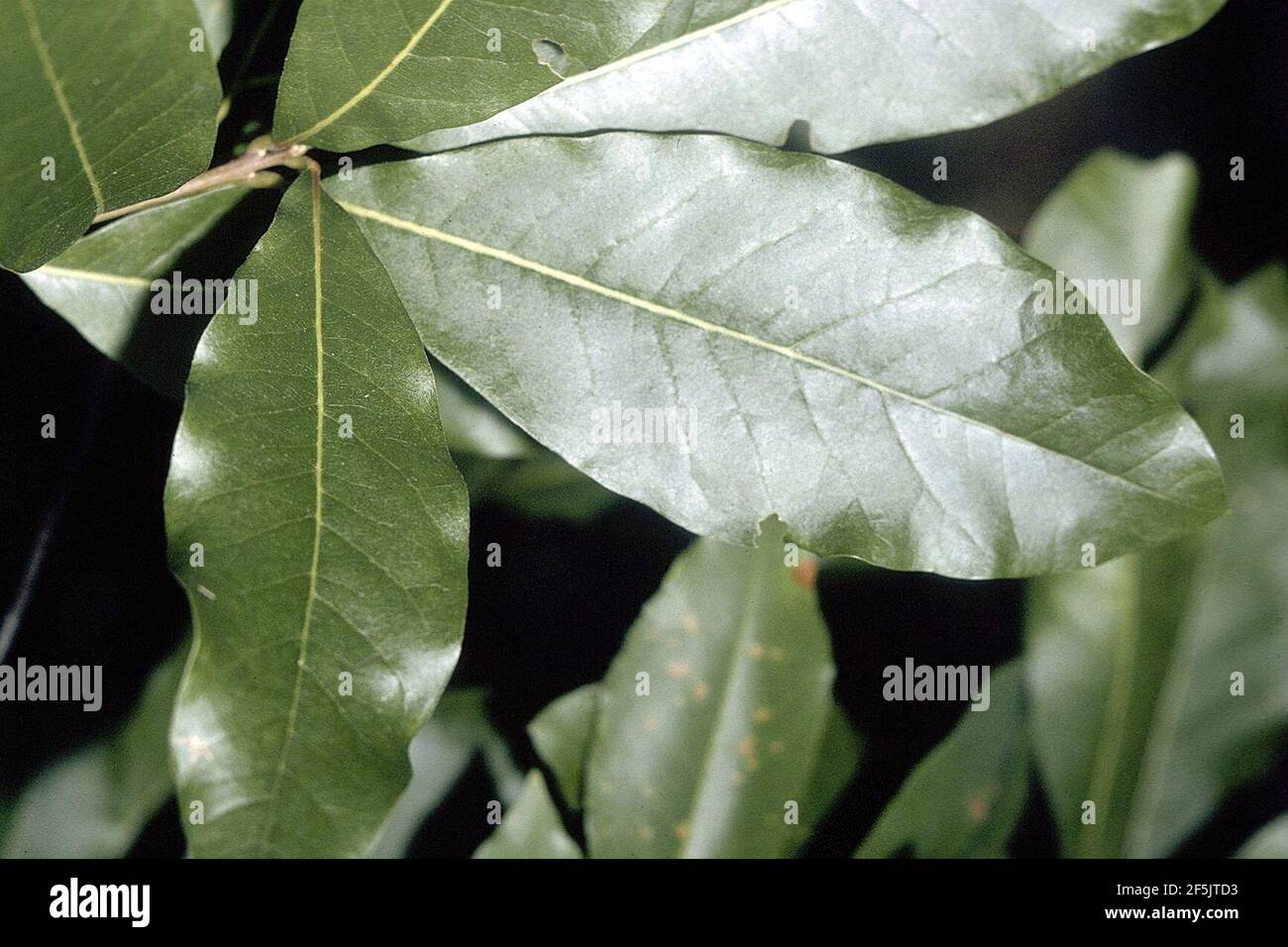 Quercus imbricaria NRCS-1. Stock Photo