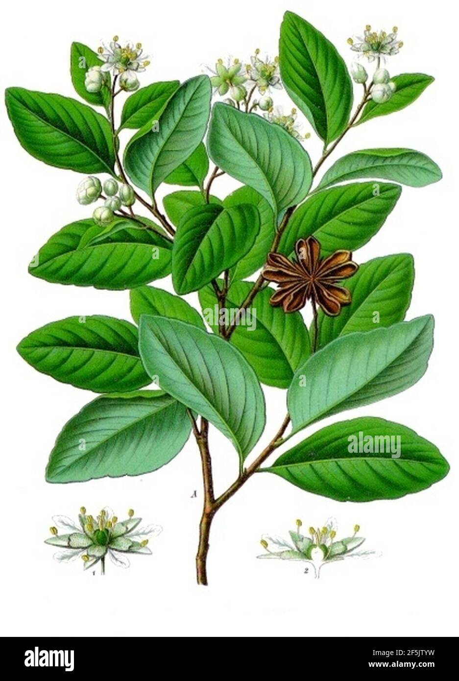 Quillaja saponaria - Köhler–s Medizinal-Pflanzen-119. Stock Photo