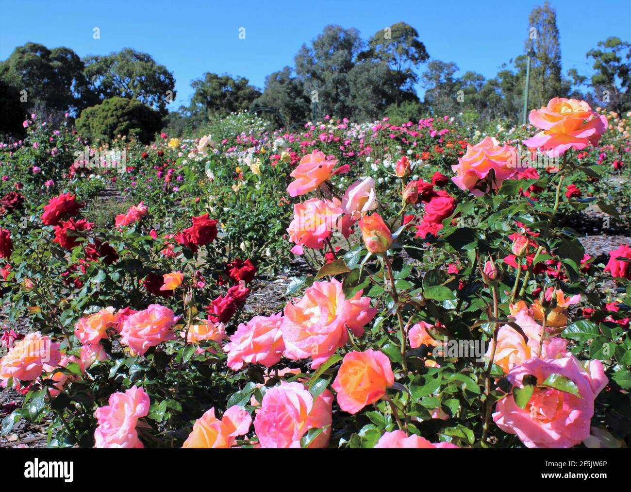 Homely Public Gardens in Australia, Ben Swanes Rose Walk, Victoria Park in Goulburn, New South Wales, Australia. Stock Photo